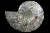 Polished Ammonite Fossil (Half) - Agatized #67896-1